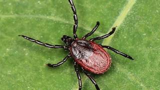 ODU News:  Tick Research