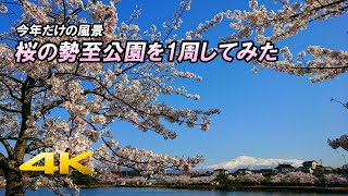 【4K車載動画】今年だけの風景・桜の勢至公園を1周してみた