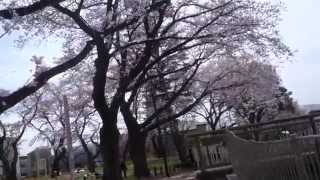 荻窪桜散歩　善福寺川の遊歩道を歩く　２０１５．３．２７