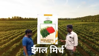 ईगल मिर्च का खेत / field of chilli / best hybrid variety of chilli eagal  hyveg eagal chilli variety