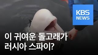 [지금 세계는] 돌고래가 ‘러시아 스파이?’…‘정보 탐지’ 동물 주목 / KBS뉴스(News)