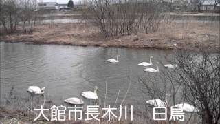 めんちゃんの穴　№３　大館市長木川　白鳥