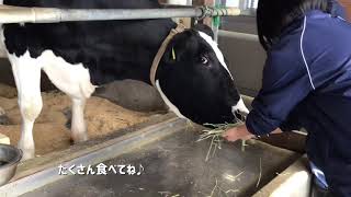 【アグリパーク研修】飼育\u0026ケア１年生　牛の餌やり体験　動物専門学校 トリマー 動物看護師 アクアリウム 動物のお仕事