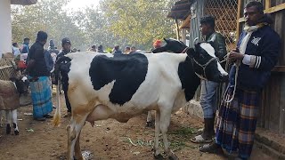 গরুর হাট শাহিওয়াল ও দুধের গরু, জয়পুরহাট। ১১/১/২৫