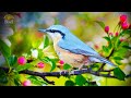 Entspannungsmusik & Vogelgesang - FRÜHLING IM HERZ 🌸 Vogel, Naturgeräusche und Gitarre