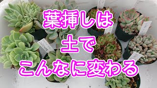 【多肉植物】【ガーデニング】葉挿しは使う土でこんなにも成長が違う