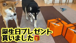 誕生日プレゼントが届いたよ【柴犬　保護犬の】