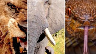 15 Most Dangerous Land Animals In The World