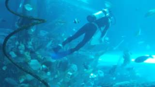 屏東海洋生物館海底隧道餵食秀