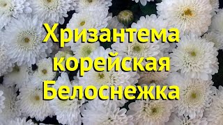 Хризантема корейская Белоснежка. Краткий обзор, описание характеристик chrysanthemum koreanum