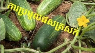 Colecting Cucumbers in cambodia/ការប្រមូលផលត្រសក់ត្រើងនៅចំការ