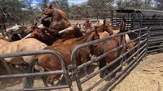 Wild Horse Problem
