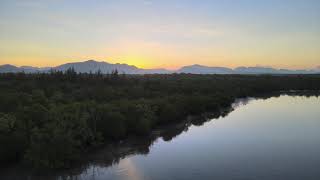 Beautiful Mangrove Forest