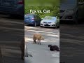 Cats vs Fox🤣#cat #funny #cute