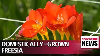 Nearly 60% of freesia flowers in S. Korea grown domestically