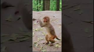 Monkey funny dance