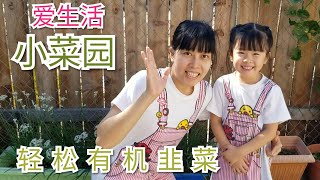 2019轻松种韭菜，分享有机蔬菜，DIY，亲子小菜园