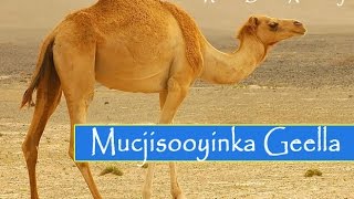 MUCJISOOYINKA GEELLA IYO SIDA UU ALLE  WEYNE U ABUURAY GEELLA