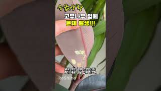 식물 고수에게 묻습니다!! 고무나무 왜 이러죠??#gardenplants #식집사 #식물관리