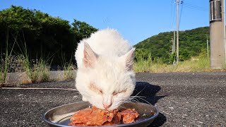 猛暑日に空腹な猫にご飯をあげたら・・・ さくらねこへの給餌