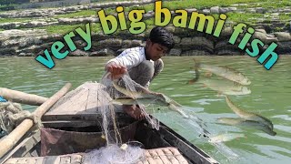 very big bami fish 🐠🐟 बहुत ही बड़ी मछली देखिए बहुत मजा आयेगा देखिए लास्ट तक😲🐠🐟