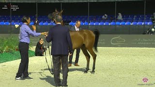 Al Shiraa International Arabian Horse Show 2020 - Colts 2 Years Old (Class 8B)