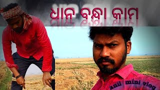 dhana bilare ଧାନ କାମ ||ଧାନ bilare  barsha pani||barshare dhana nasta||😟😱