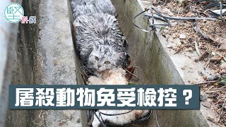 【法例落後】轟動一時豪景花園「大屠殺」無人被檢控　揭香港動物權益零保障