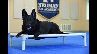 Max (German Shepherd Dog) Boot Camp Dog Training Video Demonstration