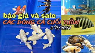 BÁO GIÁ VÀ SALE CÁC DÒNG CÁ CUỐI TUẦN 2/11/2024.