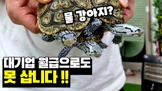 바다거북 사육은 불법인데 왜 개인이 키우고 있는 거죠? 국내 최초의 시스템을 보여드릴게요!!!