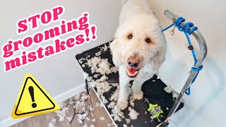 10 GROOMING MISTAKES TO AVOID ⚠️ Tips that actually worked for my goldendoodle