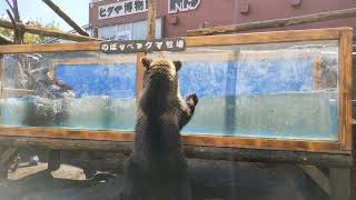 子グマのハンティングタイム　のぼりべつクマ牧場　2022