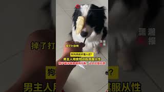 Can dogs really understand human speech? The male master trains obedience with food