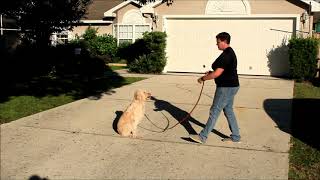 Maya 1st day obedience academy