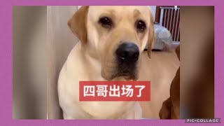 老四父子檔又來賣貨了🤣🤣💗💕❤️🐶｜拉不拉多Labrador seven