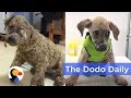 Dog Transformation After Kids Cover Puppy in Glue | Best Animal Videos | The Dodo Daily  Ep 19