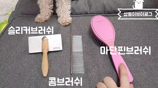 푸들 빗질, 강아지 빗 종류 (토이푸들 키우기)combing a dog