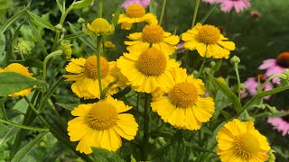 Sneezeweed: helenium care