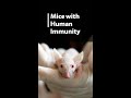 Mice with Human Immunity: The Future of Medicine?