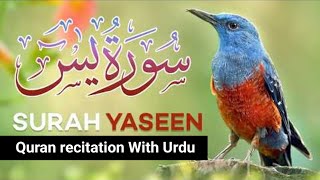 Surah (Yasin) Yaseen! By Sheikh Shams! @shamsilajchannel