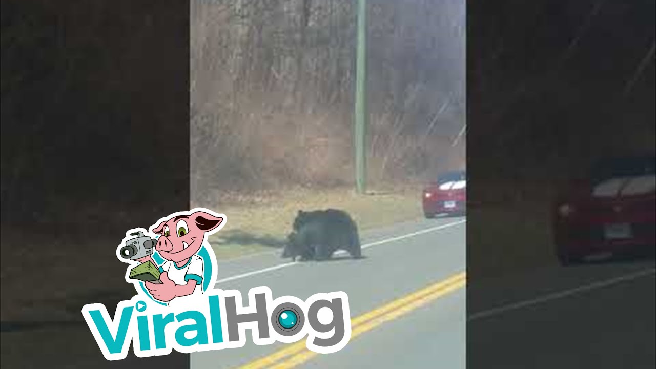 Mother Bear Goes Back and Forth with Babies || ViralHog