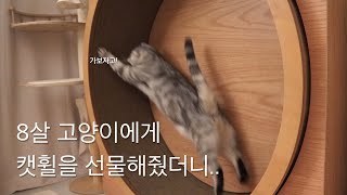 고양이에게 캣휠 훈련을 시켰더니 수다쟁이가 됐어요 🐈 캣휠계의 샤넬 마데이라쌀롱 캣휠