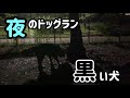 【多頭飼いの日常】三夜連続　夜のドッグランへ　黒い犬は見失う🤣【bernese mountain dog】【chihuahua】