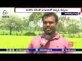 etv special story on kli canal at nagar kurnool dist kli కింద సాగునీరు అందక ఎండిపోతున్న పంటలు