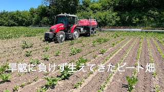 旱魃で生えてなかった畑が復活and除草剤が成功🌱　　　　ビートに最後の除草剤and小麦へ4回目最後の殺菌剤散布　　　北海道美幌町