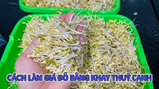 CÁCH LÀM GIÁ ĐỖ BẰNG KHAY THUỶ CANH
