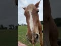 Chester meets new arrival Lynda