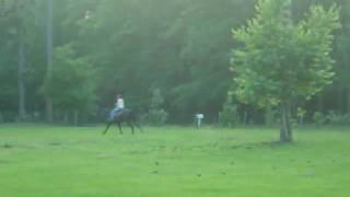 Storm Half Gallop