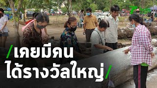 แห่แก้บนตะเคียนยักษ์ คอหวยคึกคัก เจอเลขเด็ดเพียบ | Thairath Online